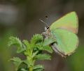 Callophrys rubi